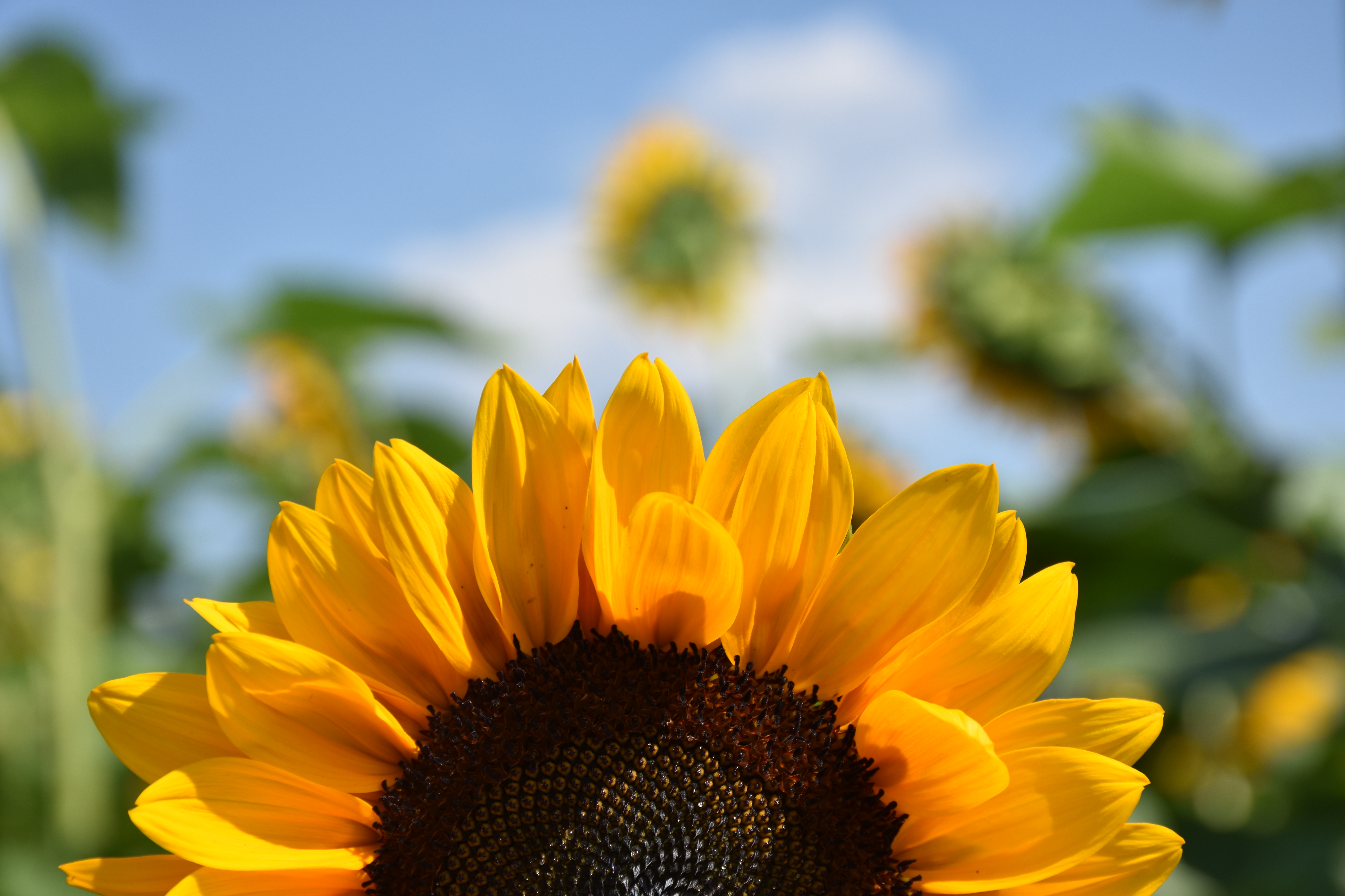 sunflower field