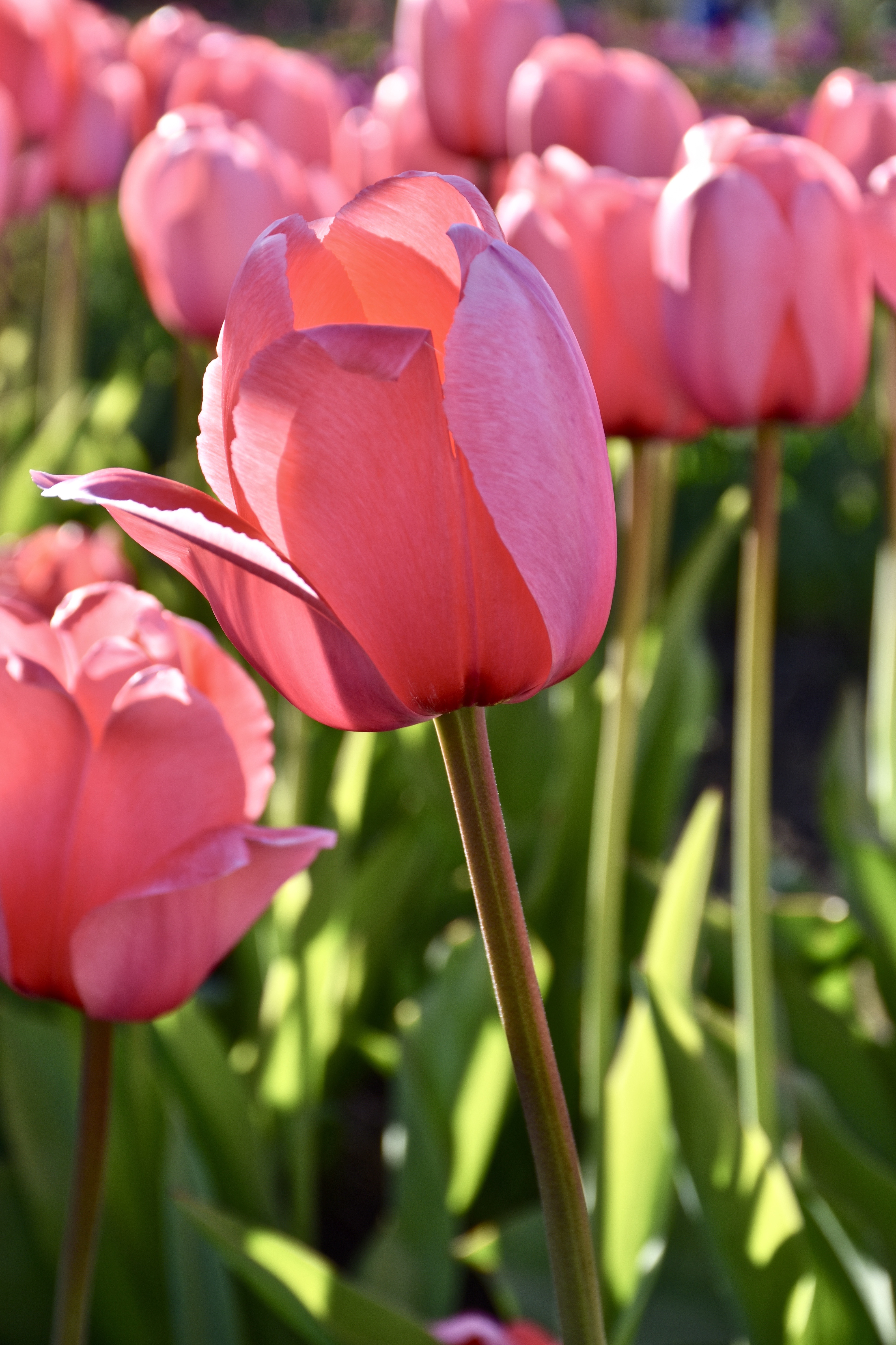 tulips close up